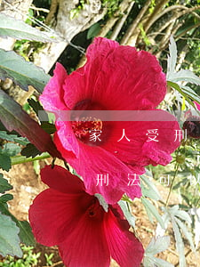 家人受刑法可以考公務(wù)員嗎(家人受刑法可以考公務(wù)員嗎)