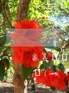 家具賠償協(xié)議書(shū)怎么寫(xiě)（民事起訴書(shū)范本家具逾期）