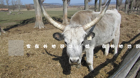 家在外地可以離婚嗎(在外地也可以離婚嗎)