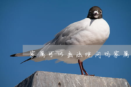 家属可以去法院问吗(家属能去法院了解吗)