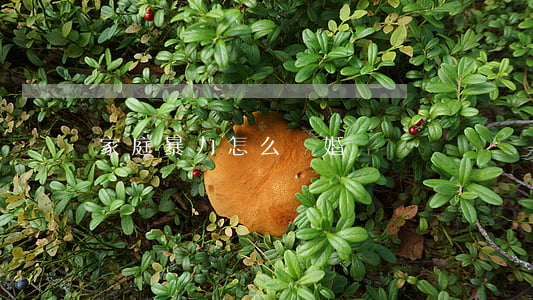家庭暴力怎么離婚