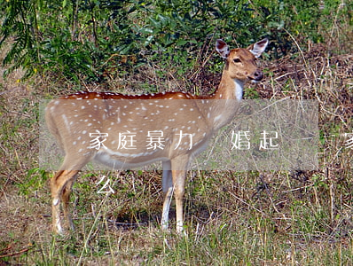 家庭暴力離婚起訴書(家庭暴力離婚起訴書怎么寫?)