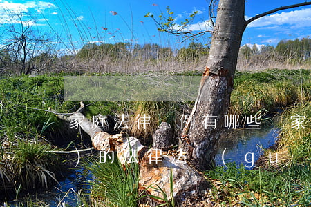 家庭法律條例有哪些(與家庭有關(guān)的法律法規(guī))