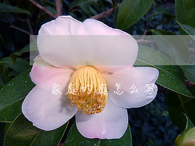 家庭的庭怎么写