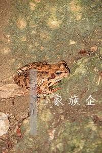 家族企业的优缺点