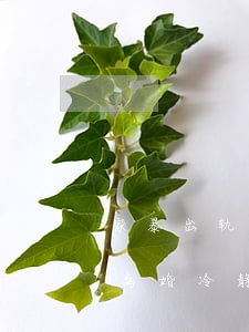 家暴出轨不受离婚冷静期限制(家暴出轨不受离婚冷静期限制)