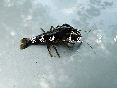 家暴律師怎么處理(離婚律師家暴)