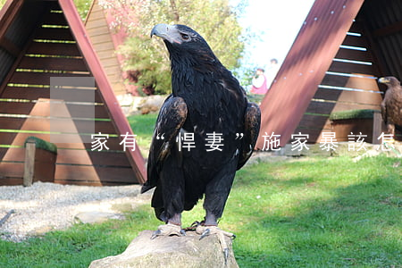 家有“悍妻”施家暴，該怎么辦
