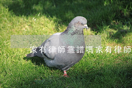 家有律師靠譜嗎(家有律師平臺可信嗎)