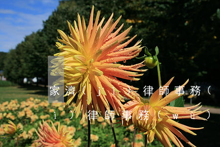 家濟(jì)律師事務(wù)所(家濟(jì)律師事務(wù)所怎么樣)