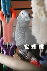 家理律師事務所(北京家理律師事務所)