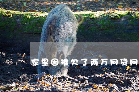 家里困难欠了两万网贷(网贷欠两万多)