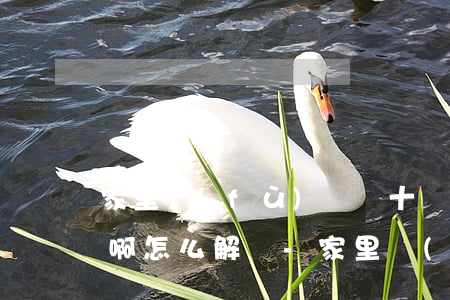 家里負(fù)債幾十萬(wàn)怎么辦啊怎么解決-家里負(fù)債幾十萬(wàn)怎么辦啊怎么解決呢