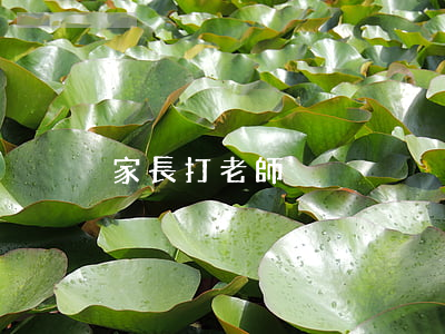 家長打老師