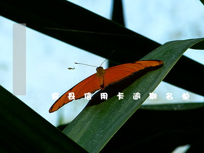 容县信用卡逾期名单