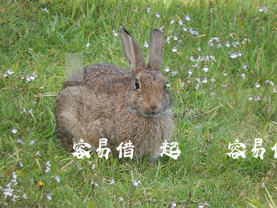 容易借錢起訴嗎(容易借款)