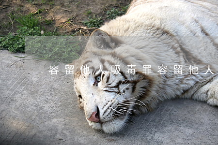 容留他人吸毒罪(容留他人吸毒罪)