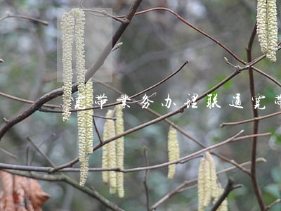 宽带业务办理(联通宽带业务办理)