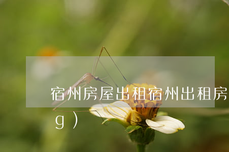宿州房屋出租(宿州 出租房 同城 房網(wǎng))