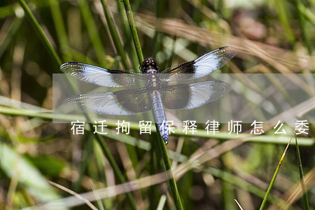 宿迁拘留保释律师怎么委托