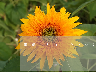 富婆強(qiáng)迫兒子和兒媳離婚