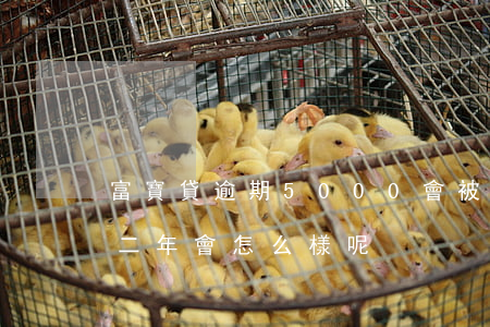 富寶貸逾期5000會被起訴嗎(富寶貸逾期二年會怎么樣呢)