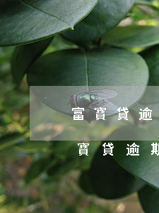 富寶貸逾期怎么協(xié)商延后還款(富寶貸逾期一個(gè)月還了就借不出來了嗎?)