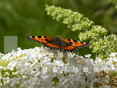 富平離婚協(xié)議如何調(diào)取(富平縣離婚在哪辦)