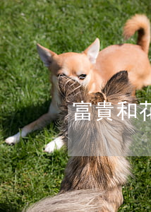 富貴和花開的爸爸媽媽離婚