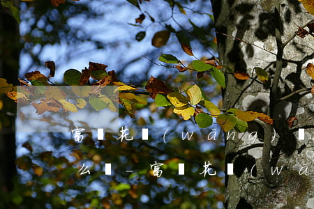 富貴花網(wǎng)貸進不去不能還款怎么辦-富貴花網(wǎng)貸進不去不能還款怎么辦呢