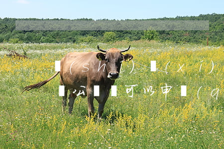 實(shí)習(xí)律師可以干公證員嗎(公證員可以申請(qǐng)公職律師嗎)