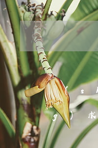 實(shí)質(zhì)審查請(qǐng)求書怎么寫