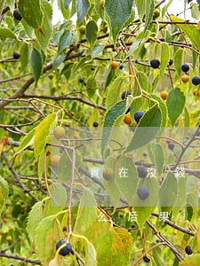 實在沒錢還不起信用卡(沒錢還信用卡最壞什么后果)