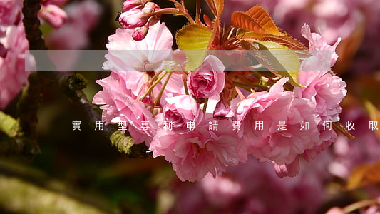 實用型專利申請費用是如何收取的