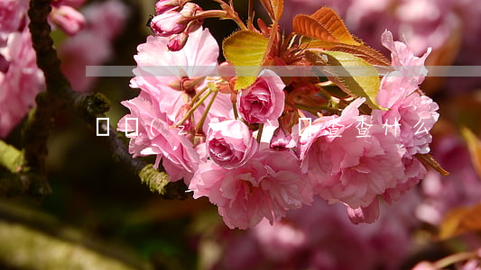 實質(zhì)審查查什么