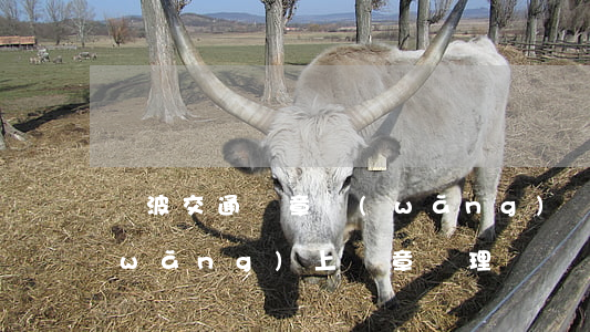 寧波交通違章網(wǎng)(寧波交警網(wǎng)上違章處理)