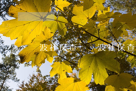 寧波社保查詢(寧波社保查詢電話24小時)