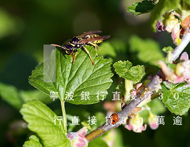 寧波銀行直接貸30萬逾期三個月-寧波銀行直接貸30萬逾期三個月會怎樣