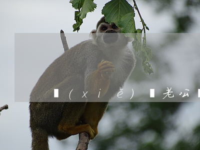 寫(xiě)給老公離婚前一封信