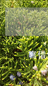 寫借條的正確格式(借條規(guī)范寫法)