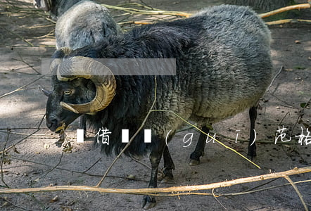 寫借條規(guī)范格式