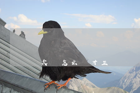 寫欠條怎么寫才正確