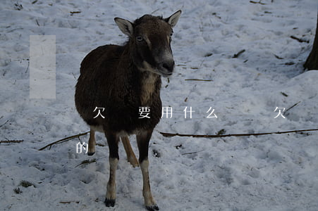 寫欠條要用什么筆寫(欠條要怎么寫才是正確的?)