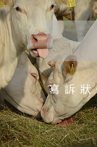 寫訴狀一般要多少錢(起訴狀需要錢嗎)