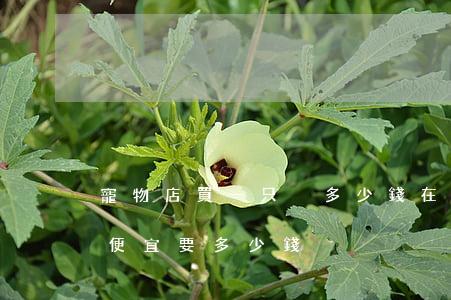 寵物店買一只貓多少錢(在寵物店買一只貓最便宜要多少錢)