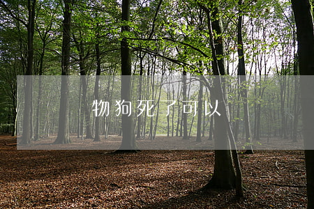 寵物狗死了可以訴訟嗎(寵物狗被殺可以立案嗎)