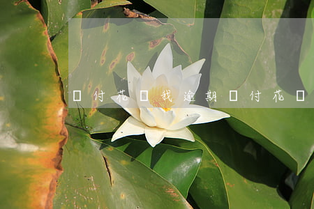 寶付花說我逾期(寶付花說我逾期)