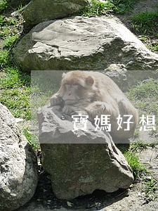 寶媽好想離婚該怎么辦