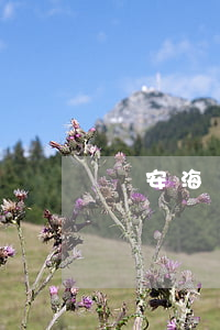 寶安海運糾紛律師怎么判