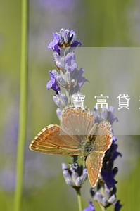 寶富貸逾期(寶富貸逾期)